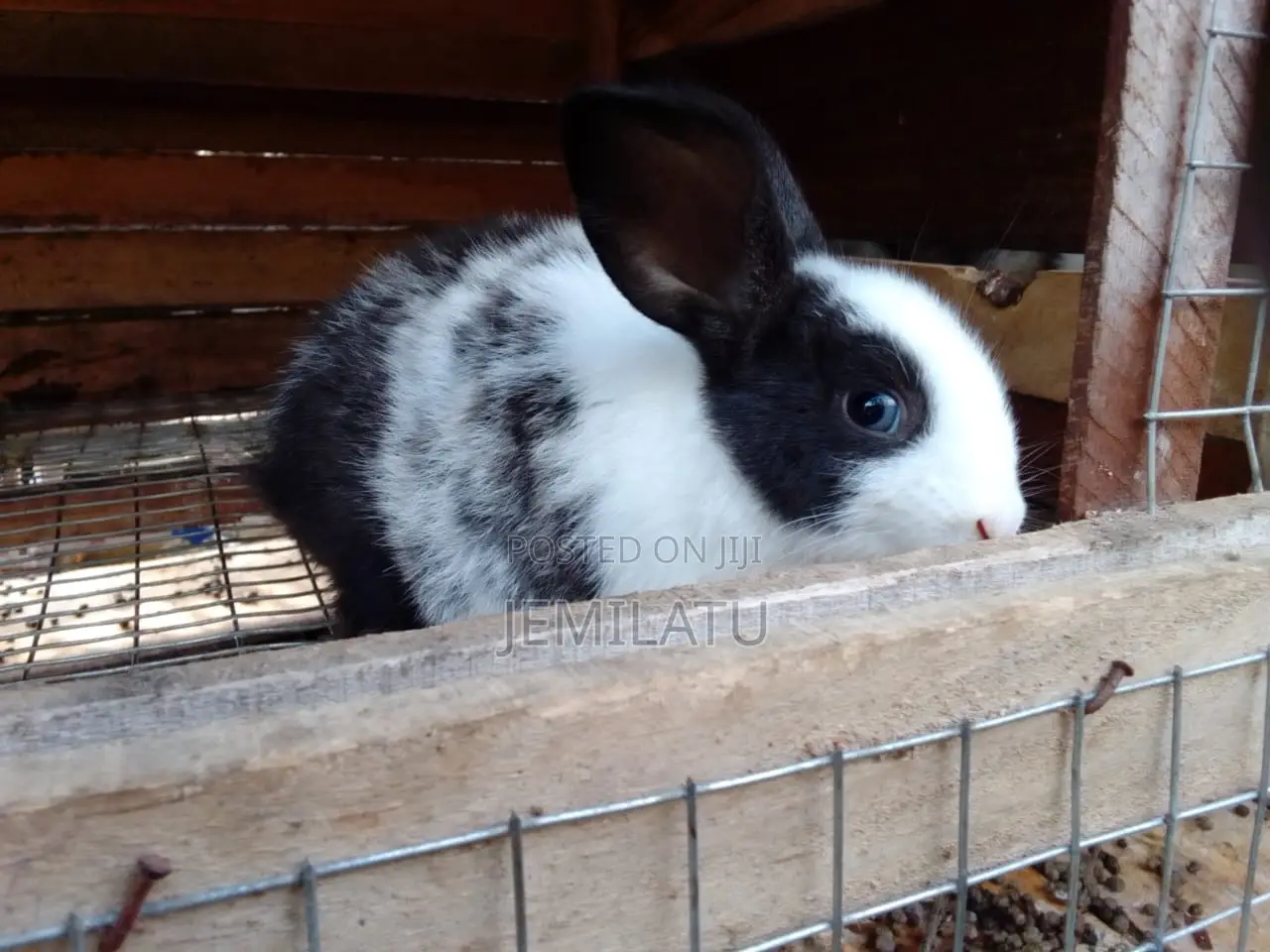 High-Breed Breeding Rabbits Quality Livestock – Available Now