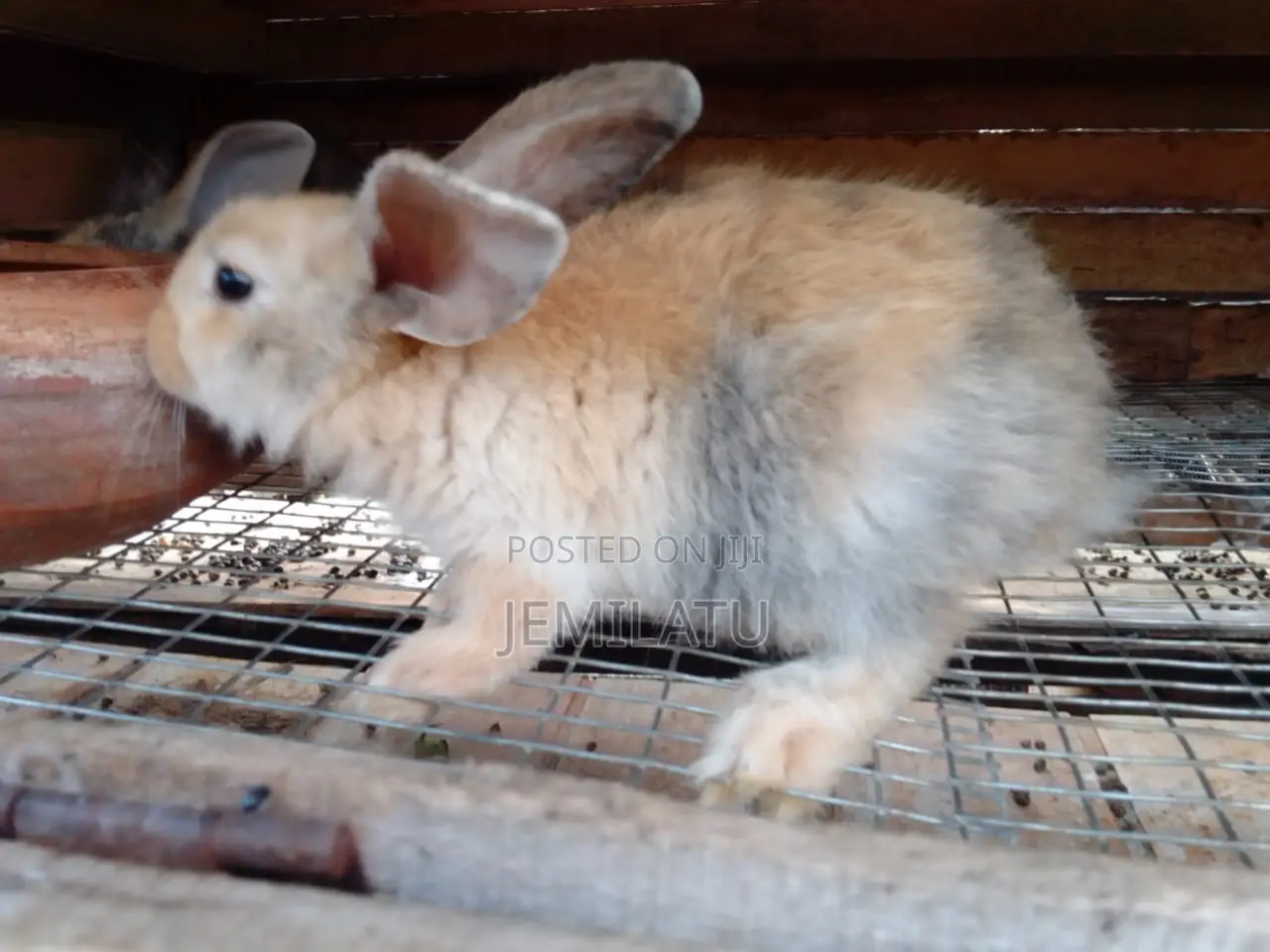 High-Breed Breeding Rabbits Quality Livestock – Available Now