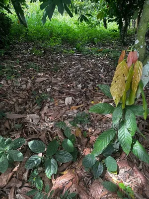 Half Plot in a Residential Area