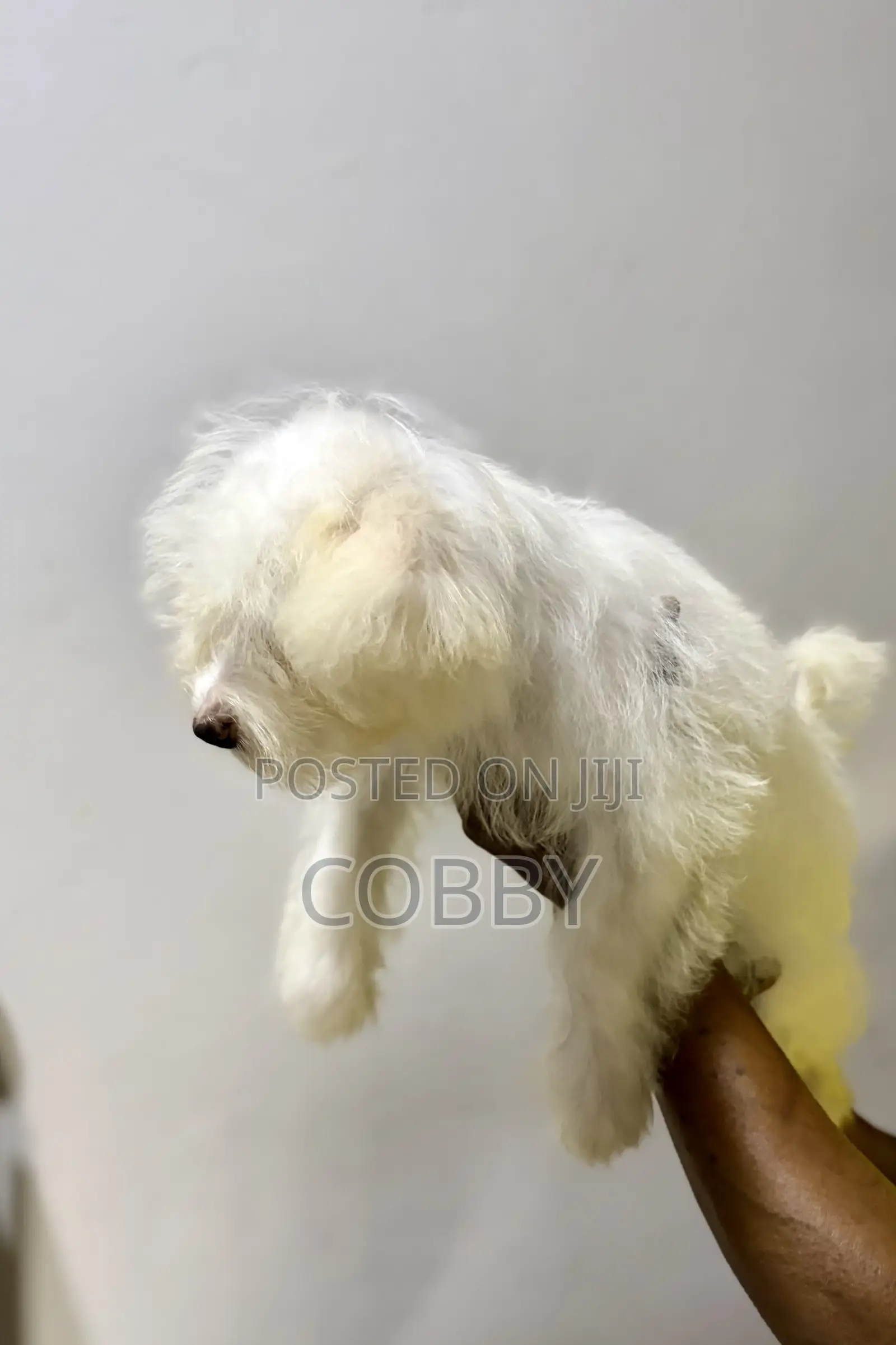 1-3 months Female Purebred Maltese