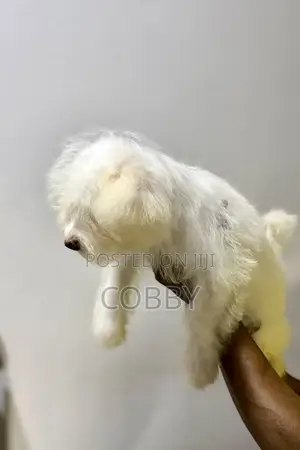 1-3 months Female Purebred Maltese