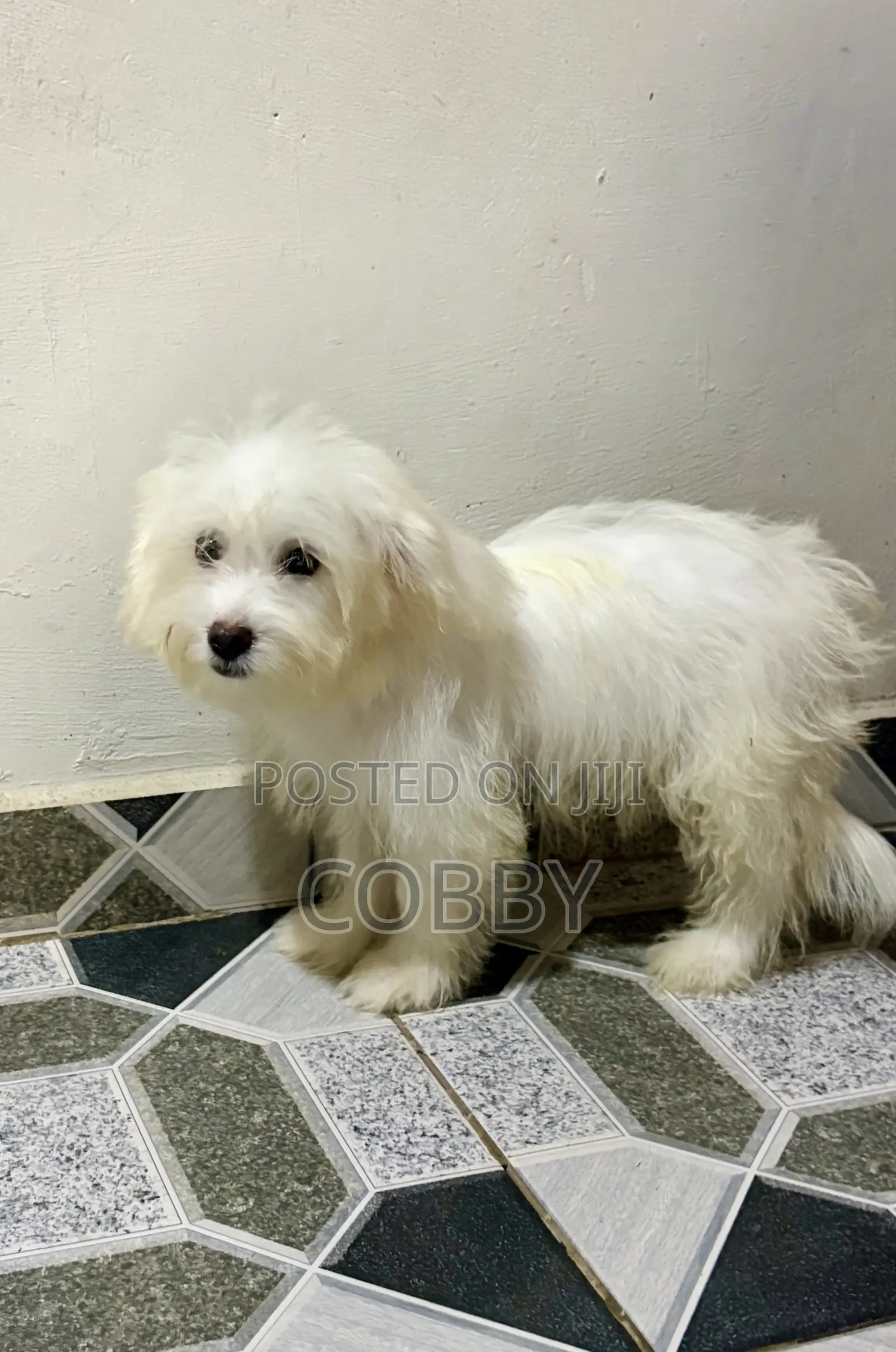 1-3 months Female Purebred Maltese