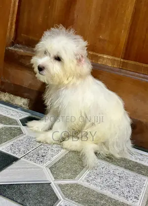 1-3 months Female Purebred Maltese