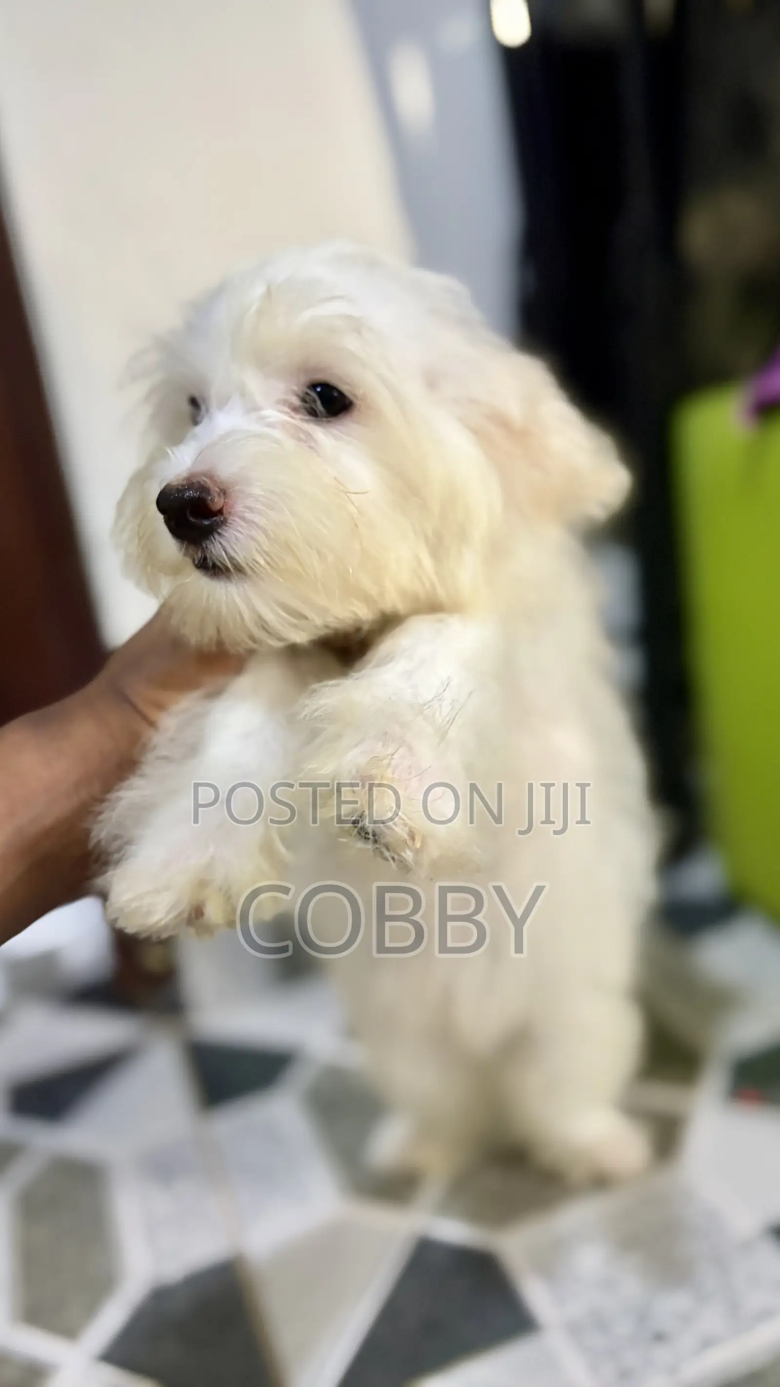 1-3 months Female Purebred Maltese