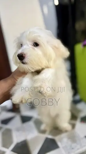 1-3 months Female Purebred Maltese