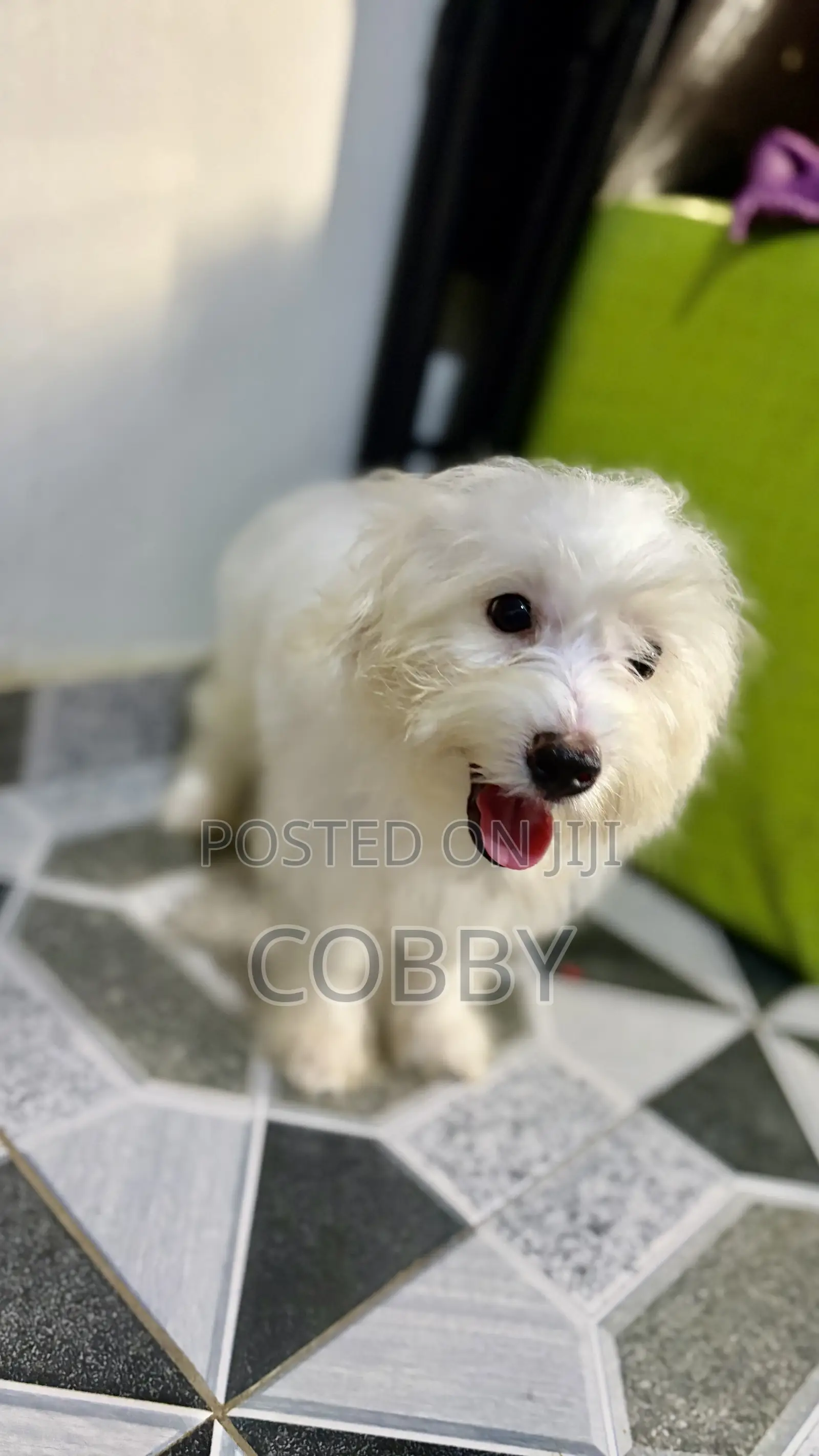 1-3 months Female Purebred Maltese