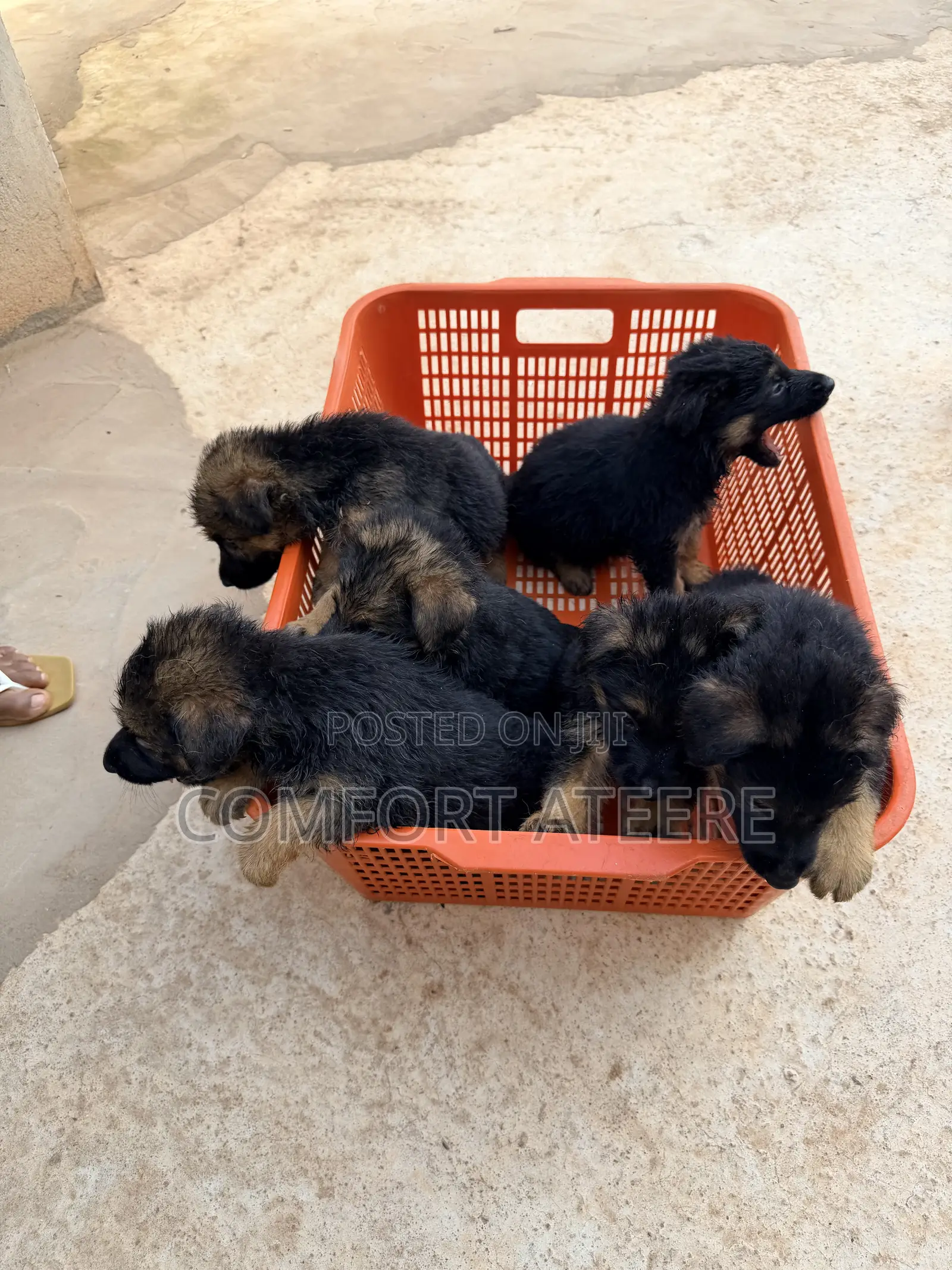 1-3 months Male Purebred German Shepherd
