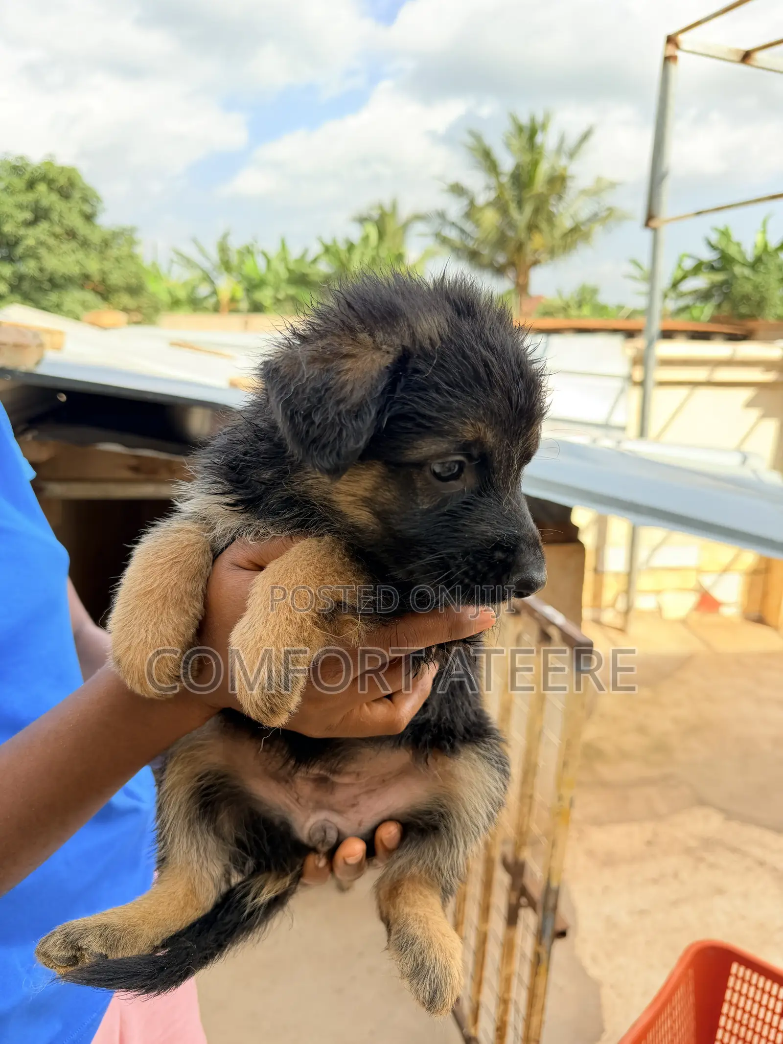 1-3 months Male Purebred German Shepherd