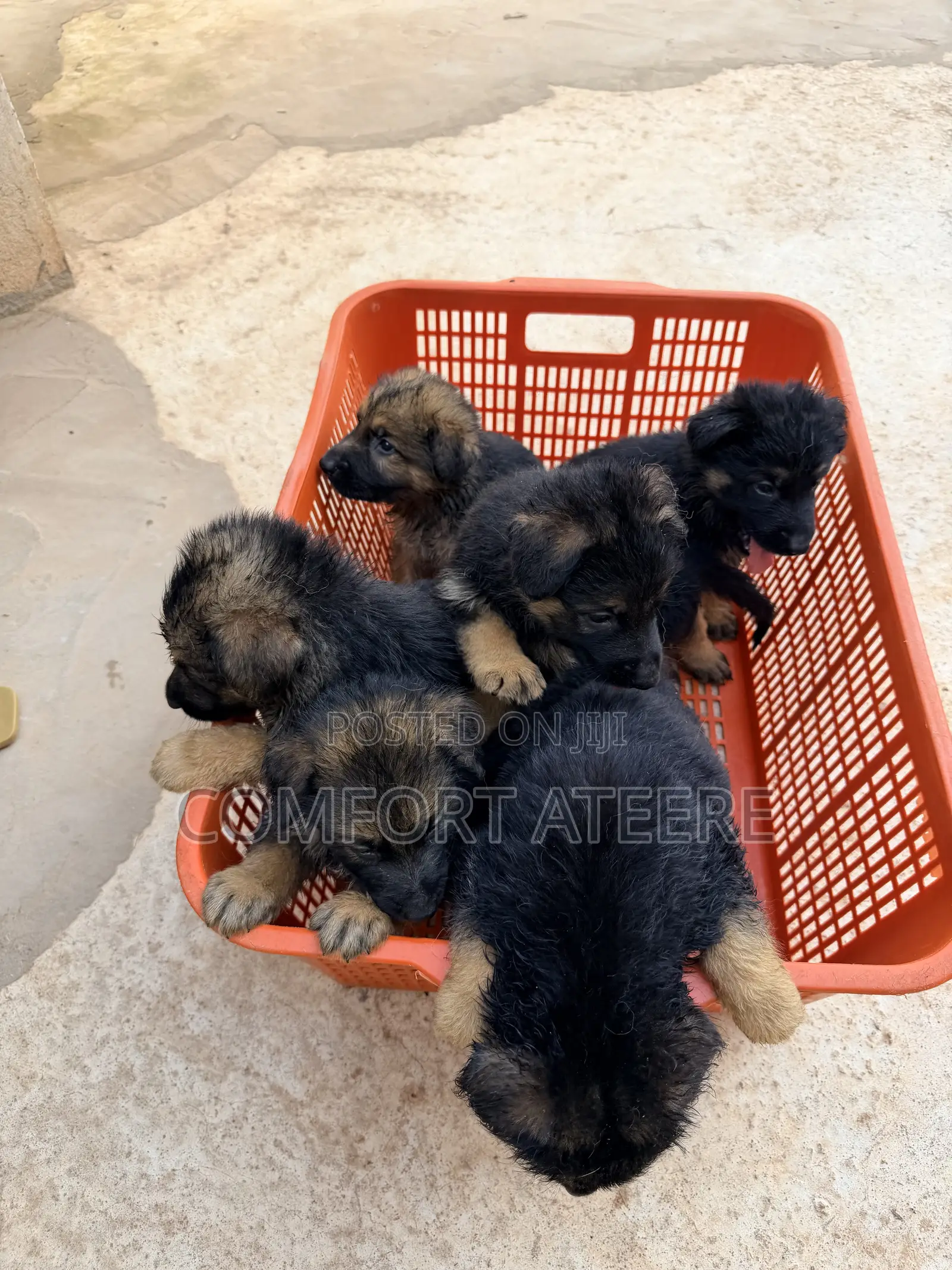 1-3 months Male Purebred German Shepherd