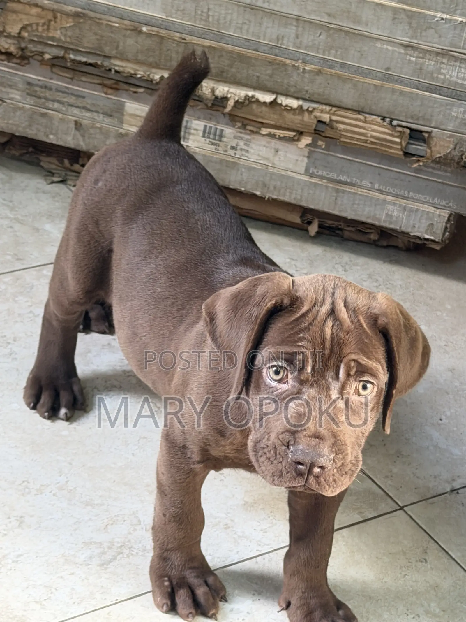 1-3 months Female Purebred Boerboel
