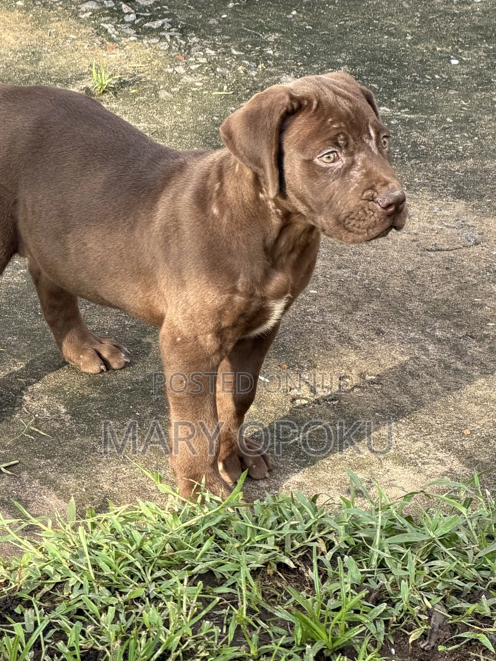 1-3 months Female Purebred Boerboel