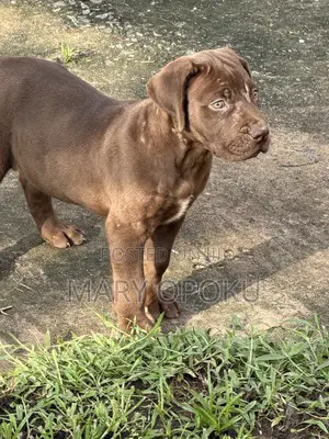 1-3 months Female Purebred Boerboel