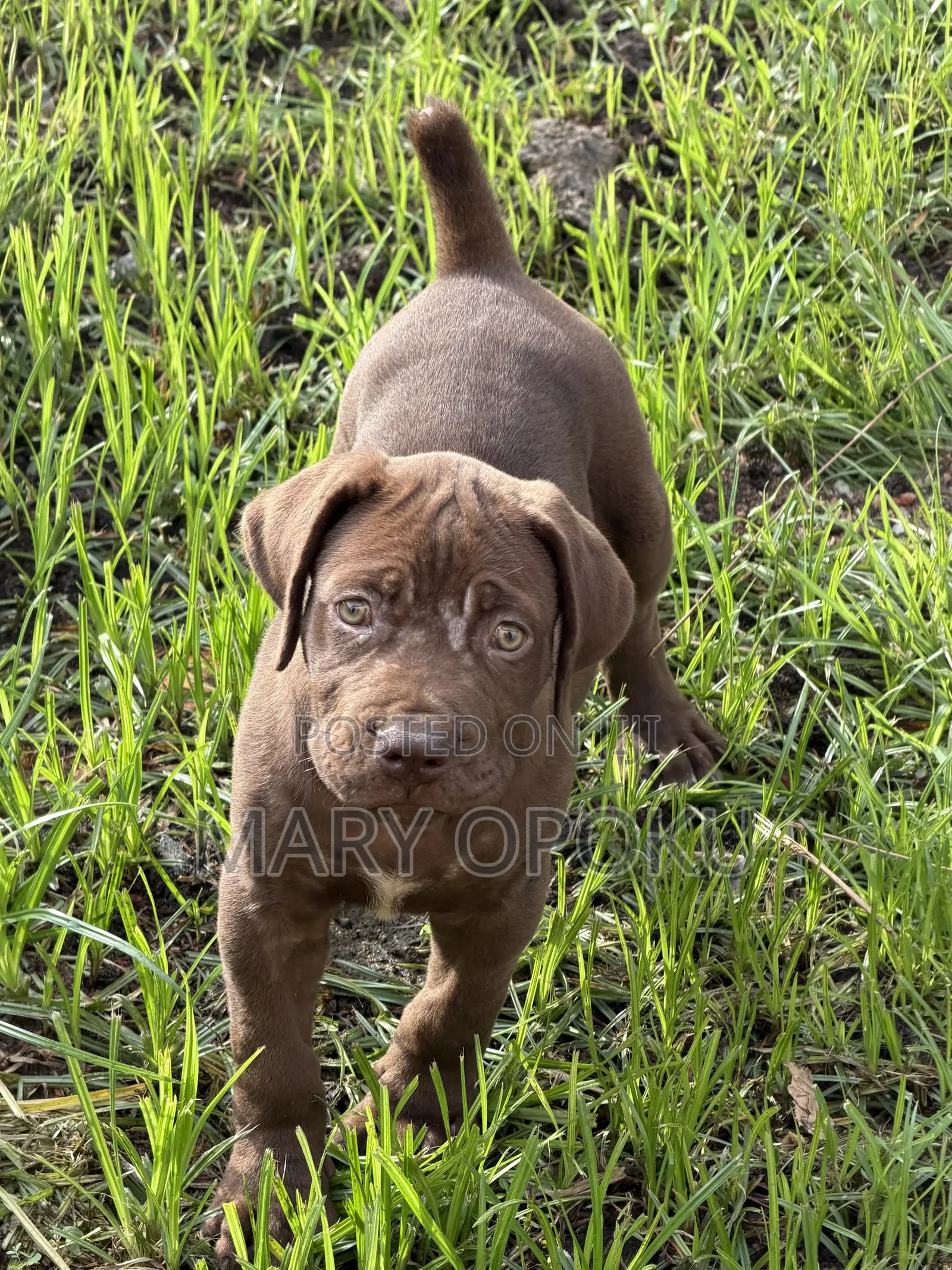1-3 months Female Purebred Boerboel