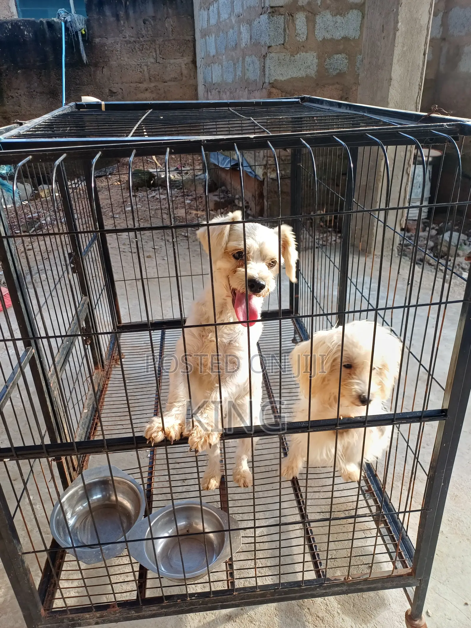 6-12 months Male Purebred Poodle