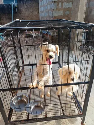 6-12 months Male Purebred Poodle