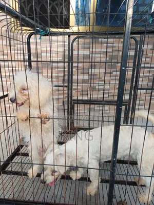 6-12 months Male Purebred Poodle