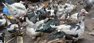 Backyard Raised Muscovy Ducks