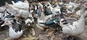 Backyard Raised Muscovy Ducks