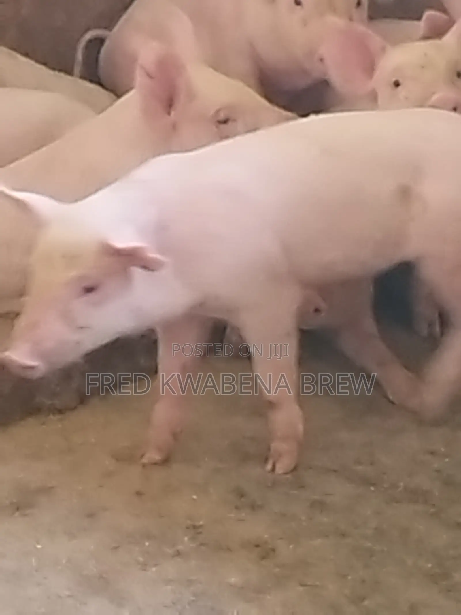 Healthy Pigs For Sale