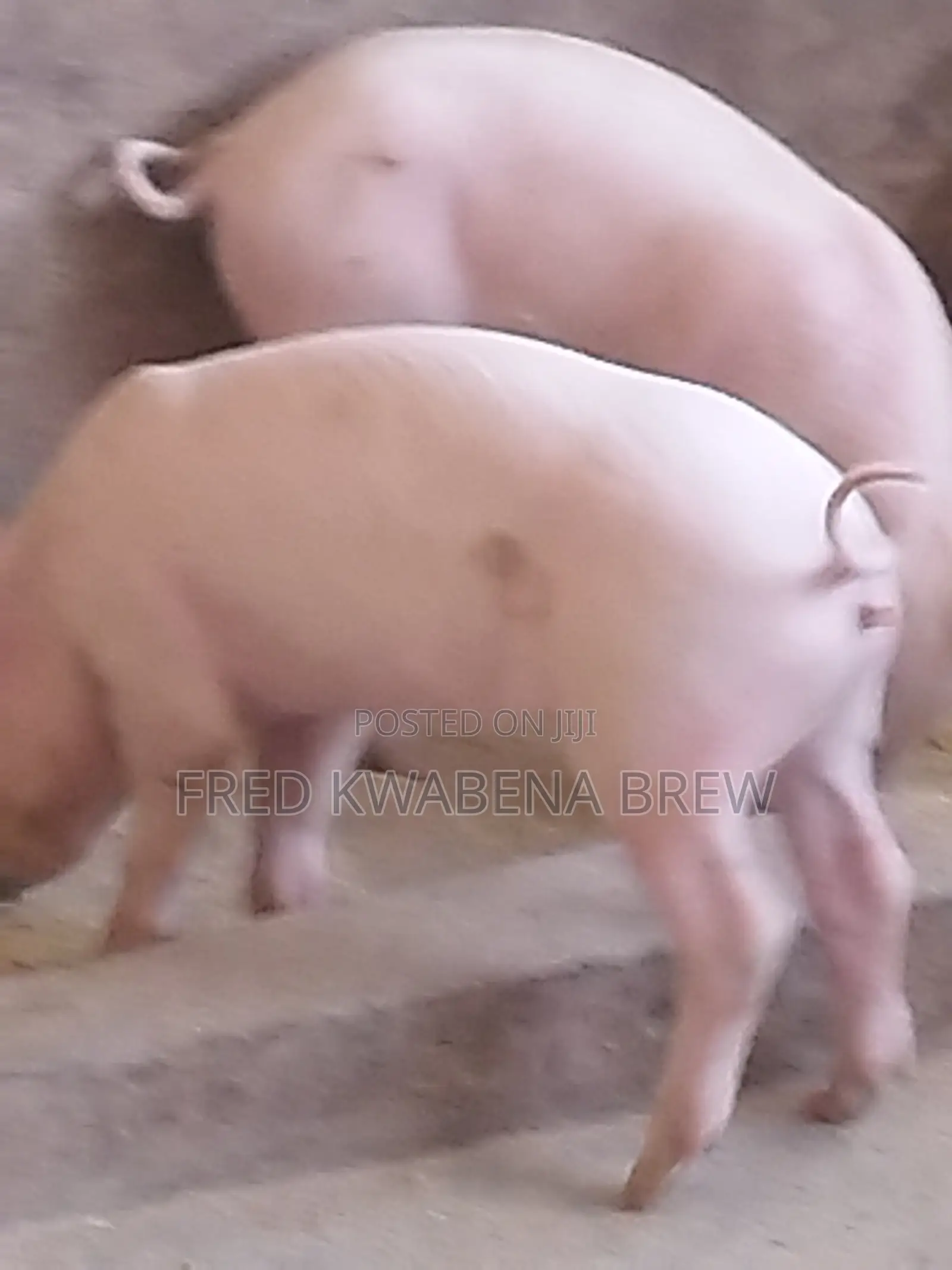 Healthy Pigs For Sale