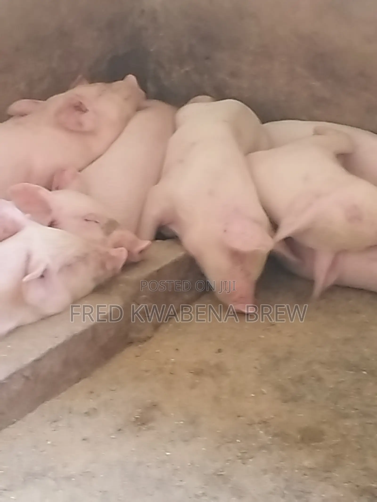 Healthy Pigs For Sale