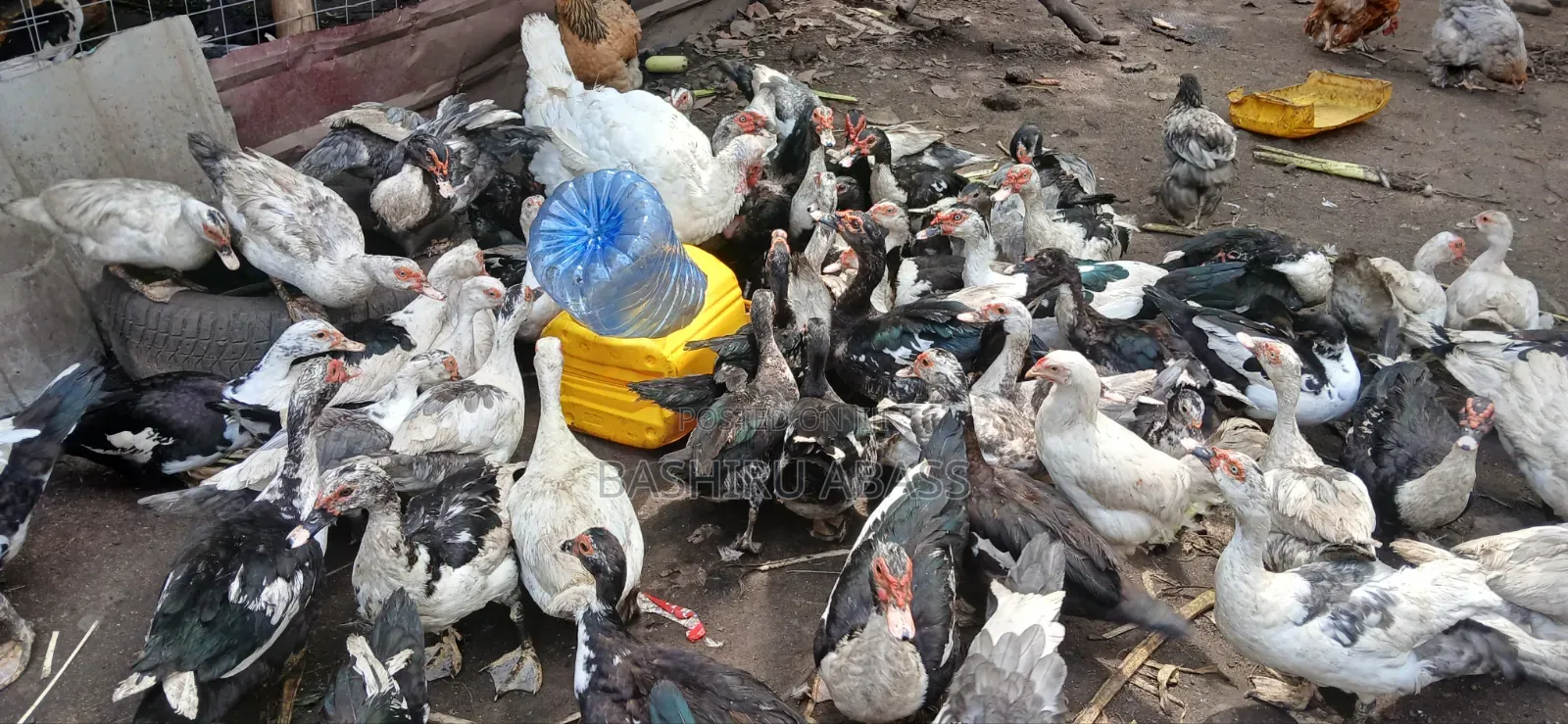 Backyard Raised Muscovy Ducks