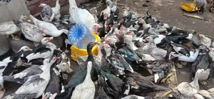 Backyard Raised Muscovy Ducks