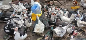 Backyard Raised Muscovy Ducks