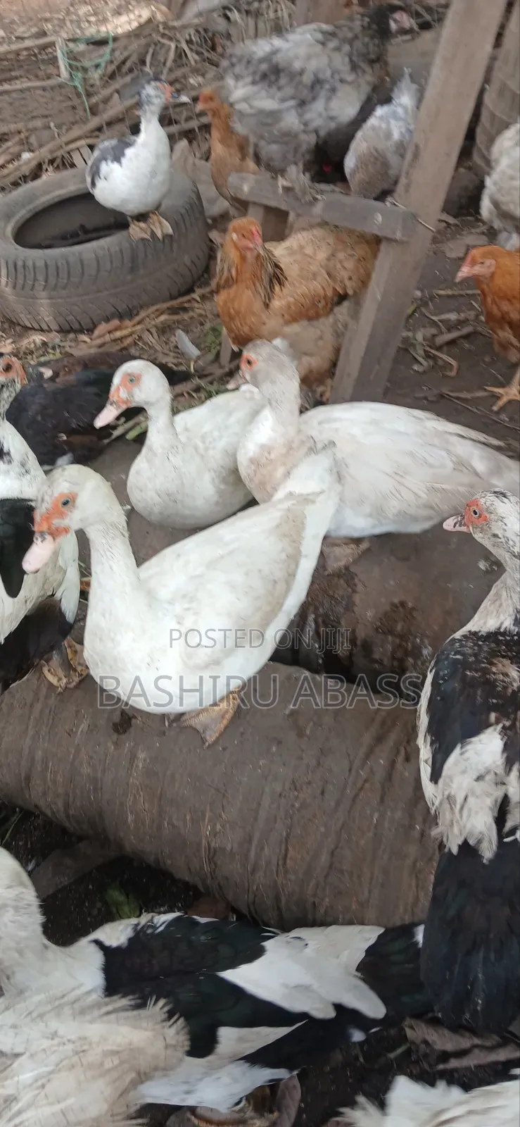 Backyard Raised Muscovy Ducks