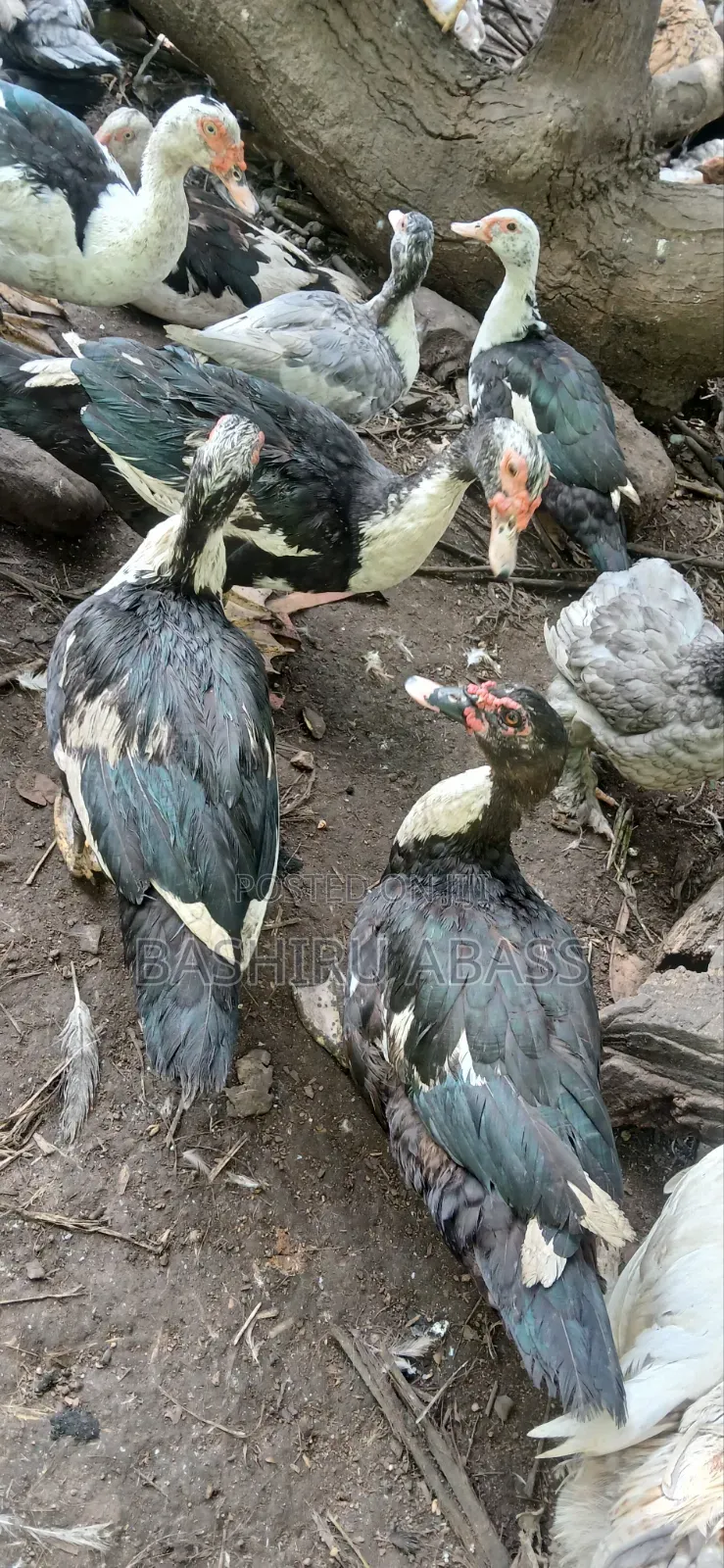 Backyard Raised Muscovy Ducks