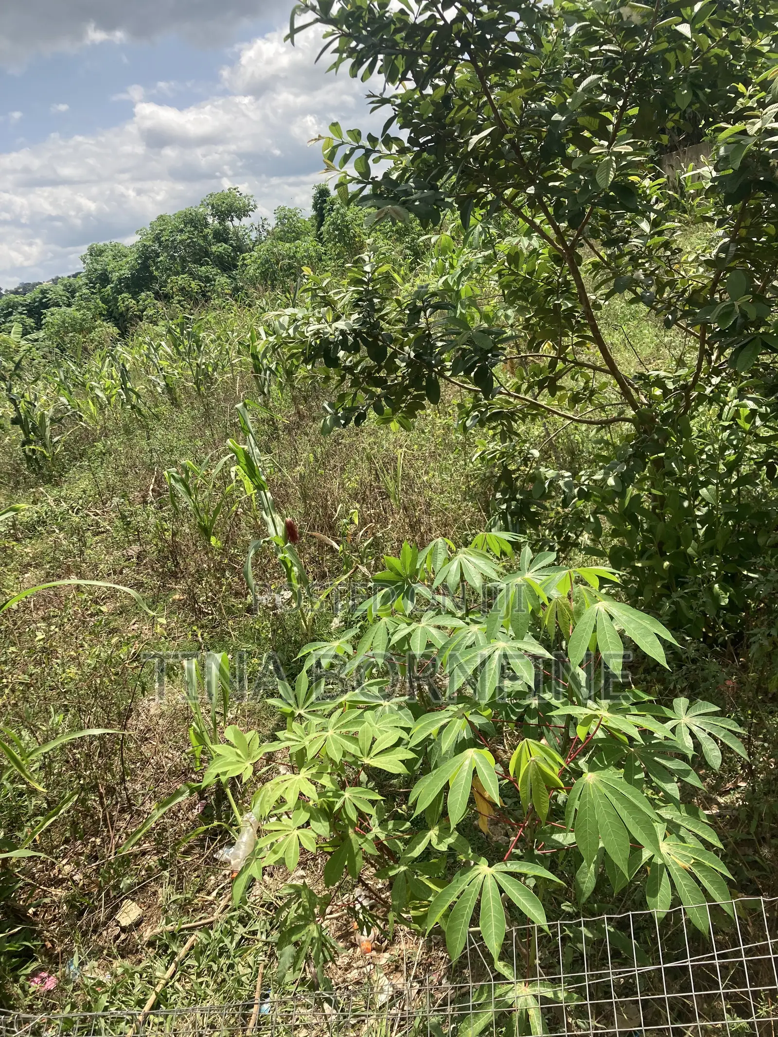 Half Plot of Land in Berekum Kato