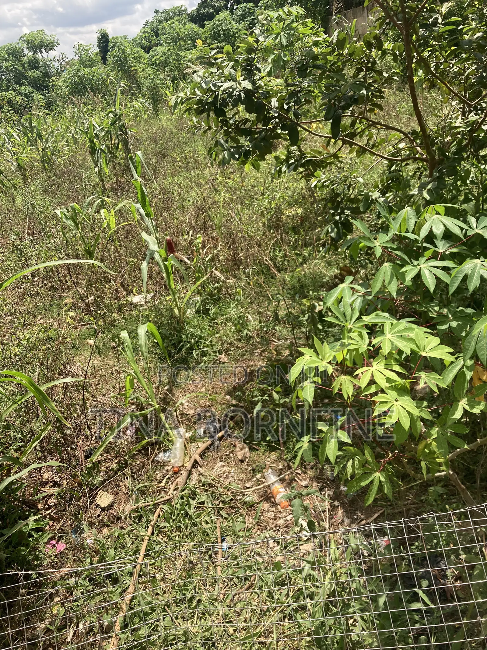 Half Plot of Land in Berekum Kato