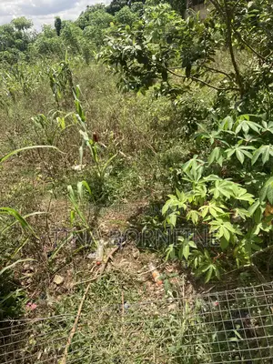 Half Plot of Land in Berekum Kato