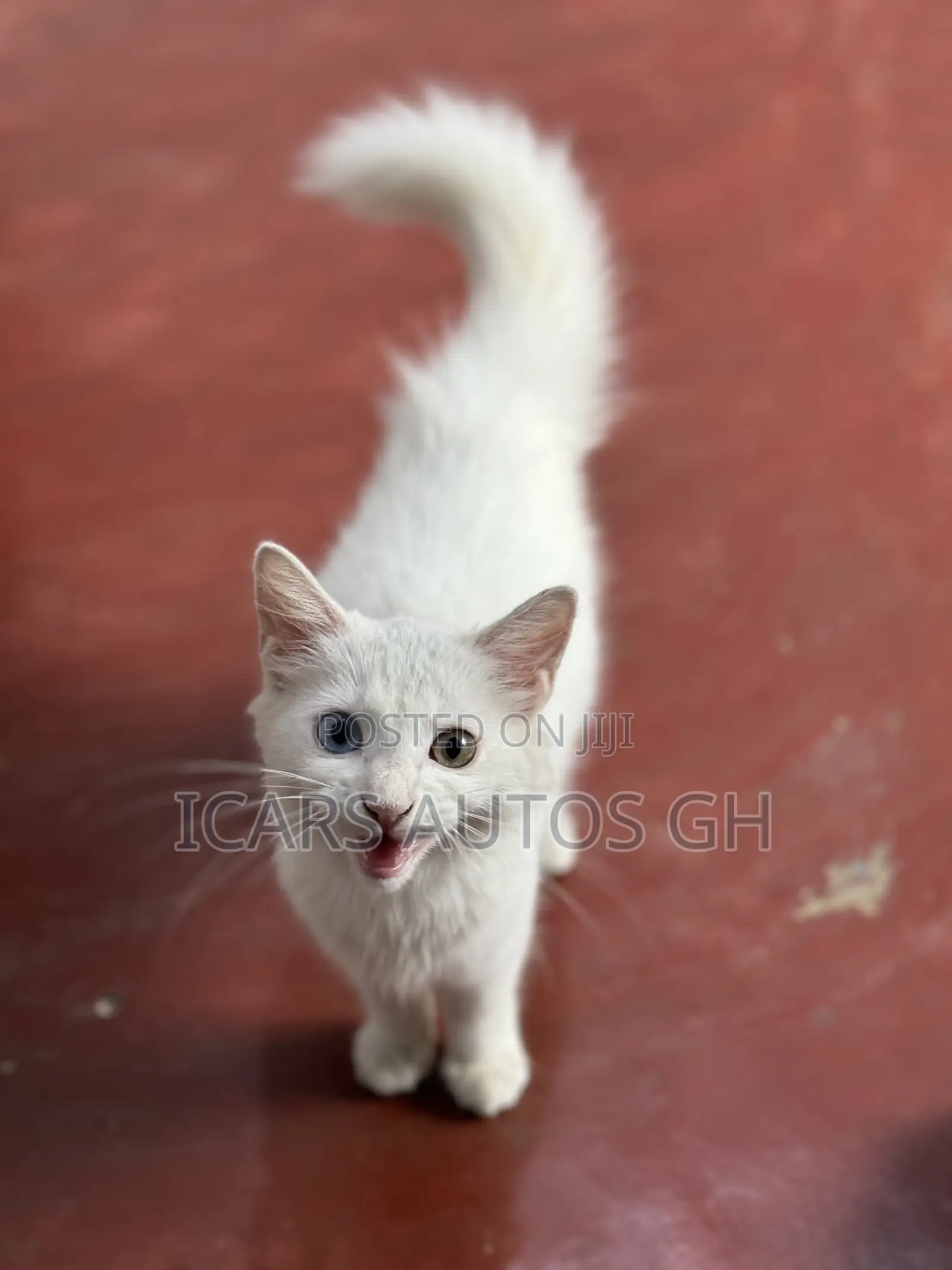 1-3 months Male Purebred Turkish Angora