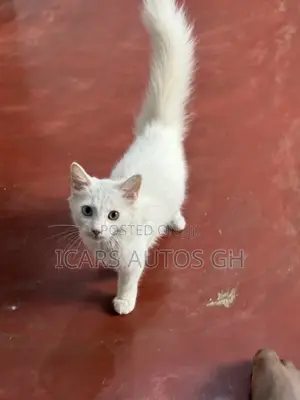 1-3 months Male Purebred Turkish Angora