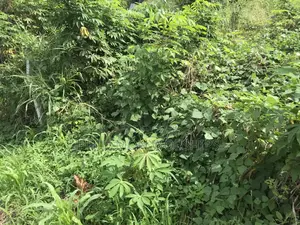 Mountain View Plot of Land