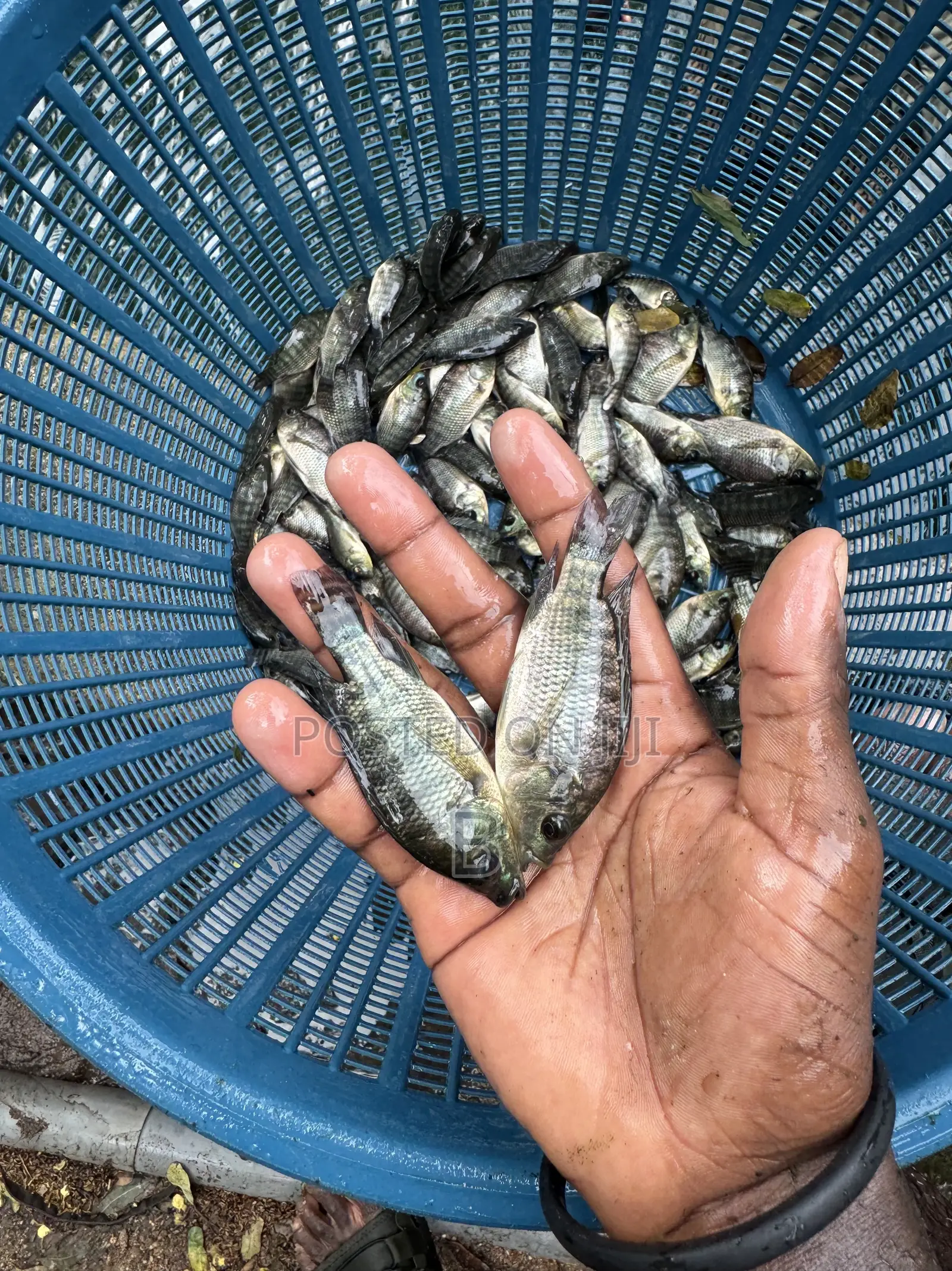 Tilapia Fingerlings / Fast Growing Tilapia