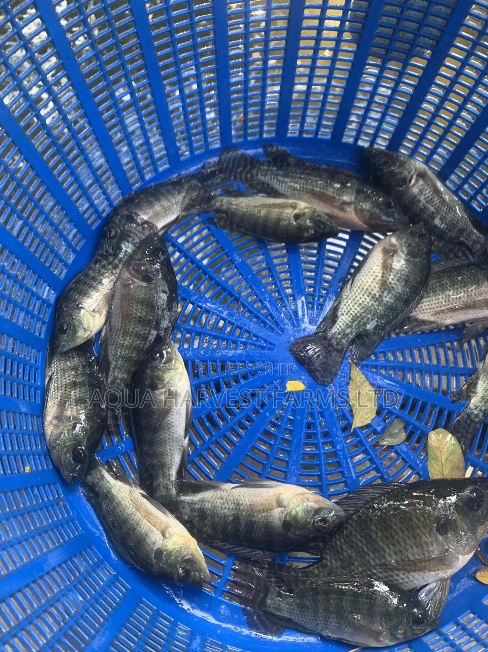 Tilapia Fingerlings / Fast Growing Tilapia
