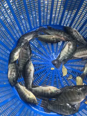 Tilapia Fingerlings / Fast Growing Tilapia