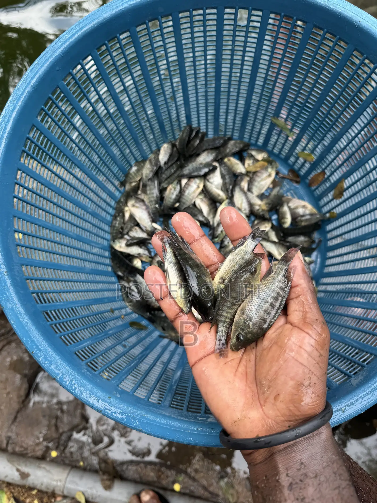 Tilapia Fingerlings / Fast Growing Tilapia