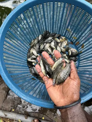 Tilapia Fingerlings / Fast Growing Tilapia