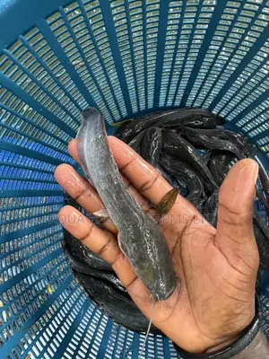 Catfish Fingerlings/ Jumbo