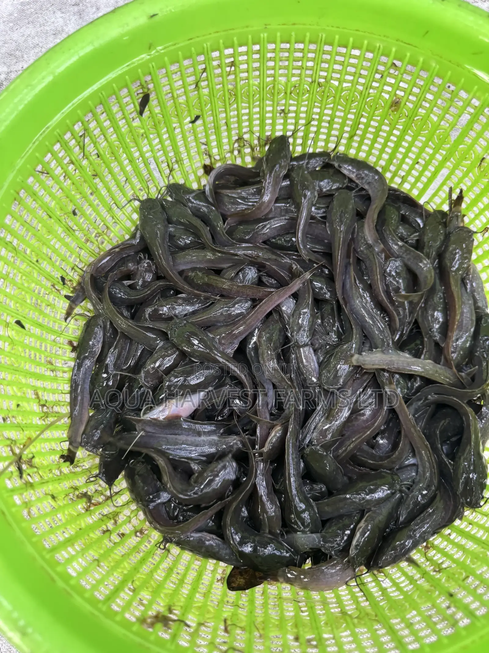Catfish Fingerlings/ Jumbo