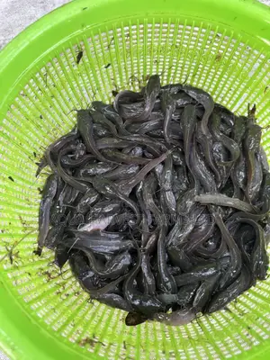 Catfish Fingerlings/ Jumbo