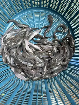 Catfish Fingerlings