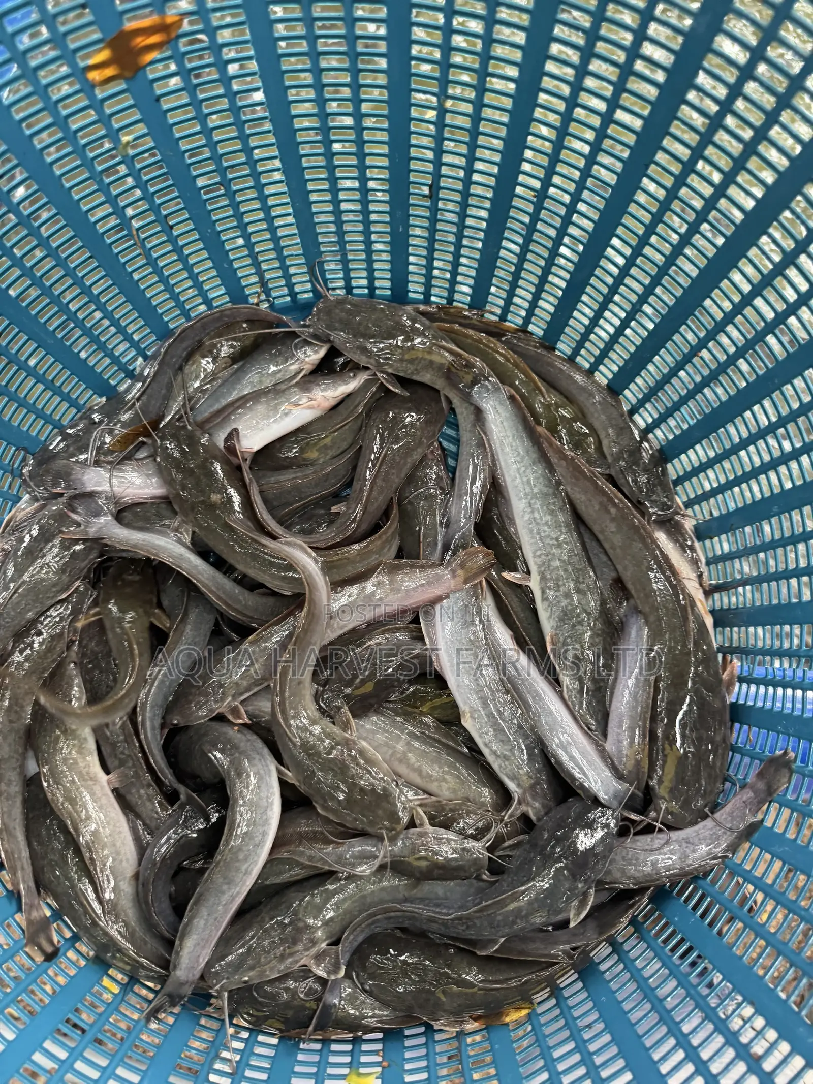 Catfish Fingerlings