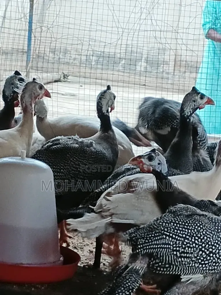 Guinea Fowl Farming
