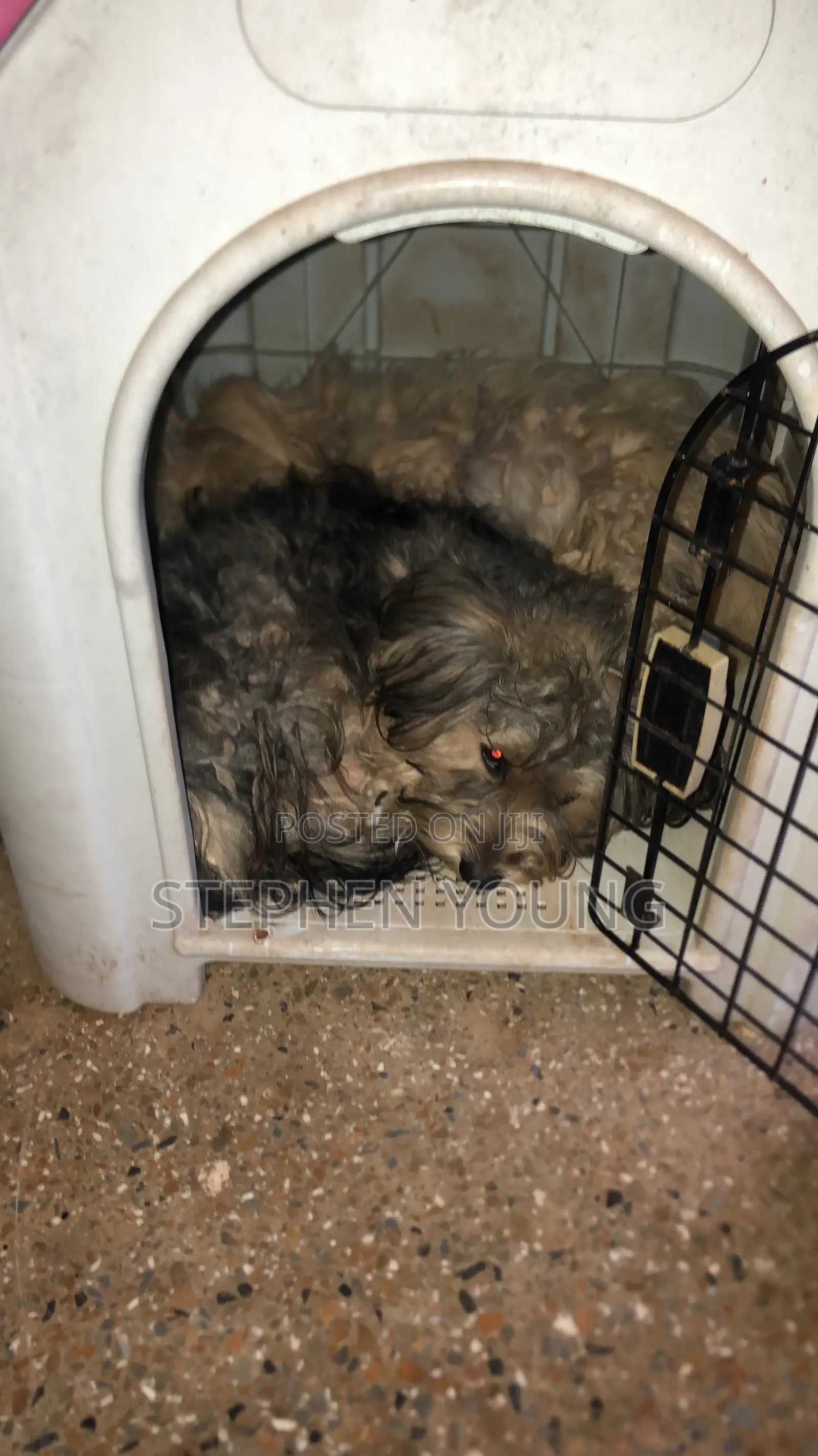 6-12 months Male Purebred Polish Lowland Sheepdog