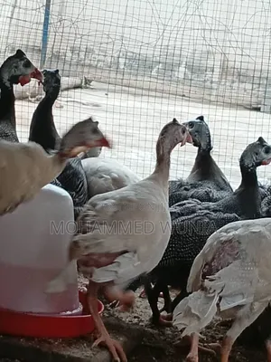 Guinea Fowl Farming
