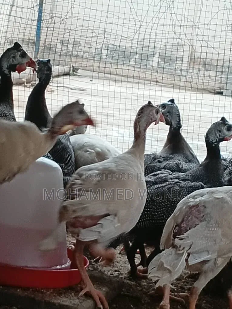 Guinea Fowl Farming